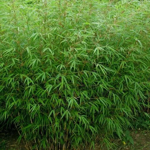 Fargesia Rufa 3 Fargesia Rufa