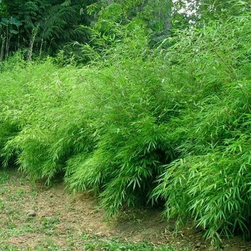 Fargesia Rufa 5 Fargesia Rufa - Image 3