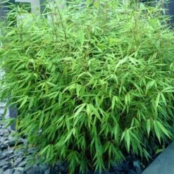 Fargesia Rufa 10 Fargesia Rufa -Eco Nest Store Fargesia rufa 04