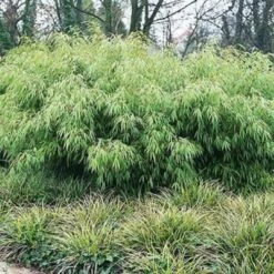 Fargesia Rufa 11 Fargesia Rufa -Eco Nest Store Fargesia rufa 05