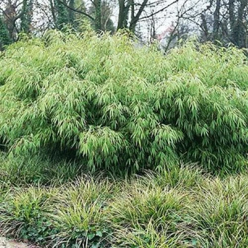 Fargesia Rufa 7 Fargesia Rufa - Image 5