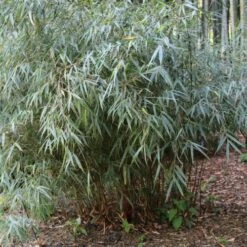 Fargesia Scabrida Asian Wonder -Eco Nest Store Fargesia Asian Wonder 03