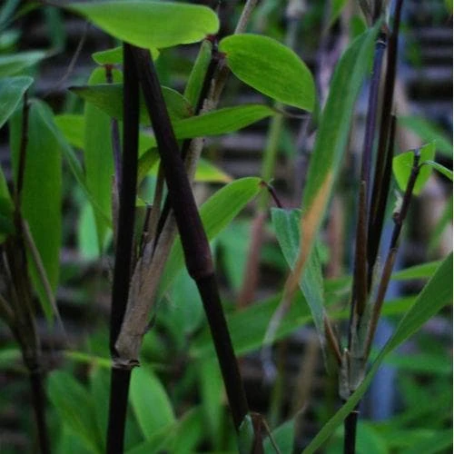 Fargesia Murielae Vampire 3 Fargesia Murielae Vampire