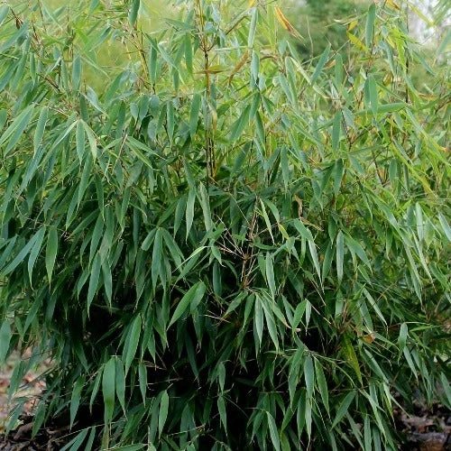 Fargesia Robusta Pingwu 4 Fargesia Robusta Pingwu - Image 2