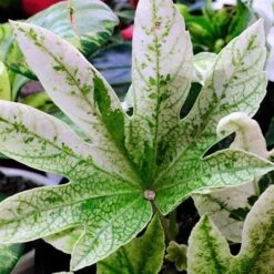 Fatsia Japonica Spider's Web -Eco Nest Store Fatsia japonica Spider s Web 01