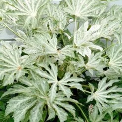 Fatsia Japonica Spider's Web -Eco Nest Store Fatsia japonica Spider s Web 04