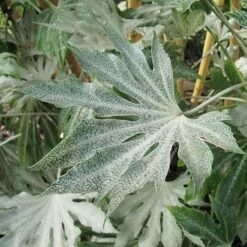 Fatsia Japonica Spider's Web -Eco Nest Store Fatsia japonica Spider s Web 06