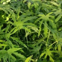 Fatsia Polycarpa Green Fingers -Eco Nest Store Fatsia polycarpa Green Fingers 04