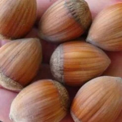 Filbert - Corylus Avellana Hall’s Giant -Eco Nest Store Filbert Halls Giant 02