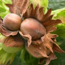 Filbert - Corylus Avellana Hall’s Giant -Eco Nest Store Filbert Halls Giant 03