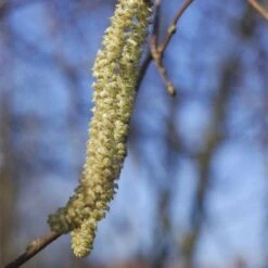 Filbert - Corylus Avellana Hall’s Giant -Eco Nest Store Filbert Halls Giant 04