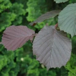 Filbert - Corylus Maxima Purpurea -Eco Nest Store Filbert Purple 01