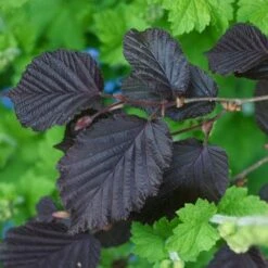 Filbert - Corylus Maxima Purpurea -Eco Nest Store Filbert Purple 02
