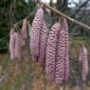 Filbert - Corylus Maxima Purpurea -Eco Nest Store Filbert Purple 03