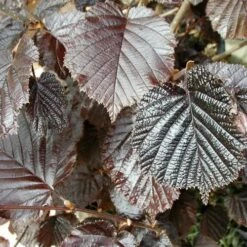 Filbert - Corylus Maxima Purpurea -Eco Nest Store Filbert Purple 04