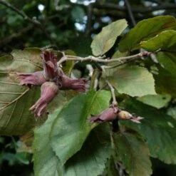Filbert - Corylus Maxima Purpurea -Eco Nest Store Filbert Purple 06