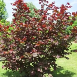 Filbert - Corylus Maxima Red Filbert -Eco Nest Store Filbert Red 04