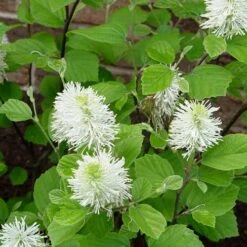 Fothergilla Intermedia Mount Airy -Eco Nest Store Fothergilla intermedia Mount Airy 03