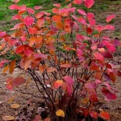 Fothergilla X Intermedia Blue Shadow -Eco Nest Store Fothergilla int Blue Shadow 03