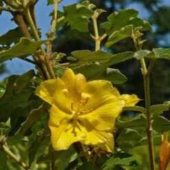 Fremontodendron California Glory -Eco Nest Store Fremontodendron California Glory 01
