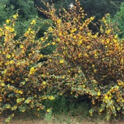 Fremontodendron California Glory -Eco Nest Store Fremontodendron California Glory 05