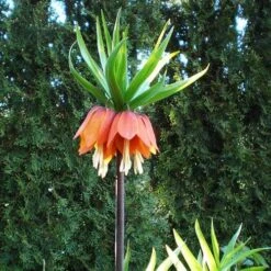 Fritillaria Imperialis Rubra Maxima -Eco Nest Store Fritillaria imperialis Rubra Maxima 05