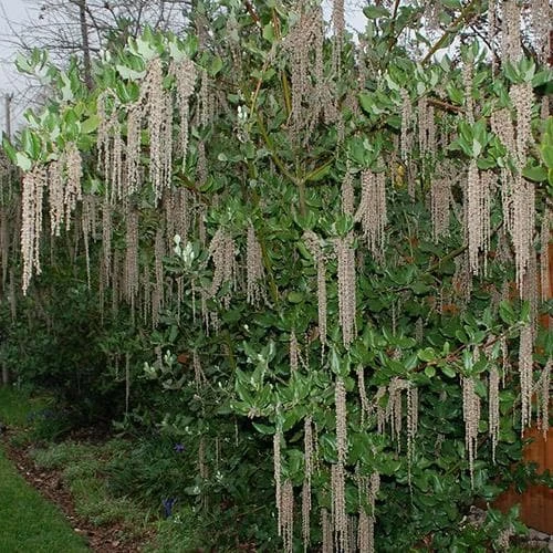 Garrya Elliptica James Roof 4 Garrya Elliptica James Roof - Image 2