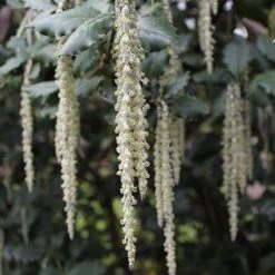 Garrya Elliptica James Roof 10 Garrya Elliptica James Roof -Eco Nest Store Garrya elliptica James Roof 03