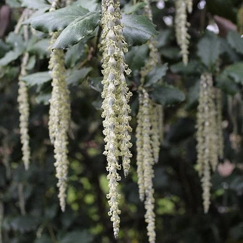 Garrya Elliptica James Roof 5 Garrya Elliptica James Roof - Image 3