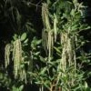 Garrya Elliptica James Roof 2 Garrya Elliptica James Roof -Eco Nest Store Garrya elliptica James Roof 04