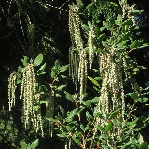 Garrya Elliptica James Roof 3 Garrya Elliptica James Roof