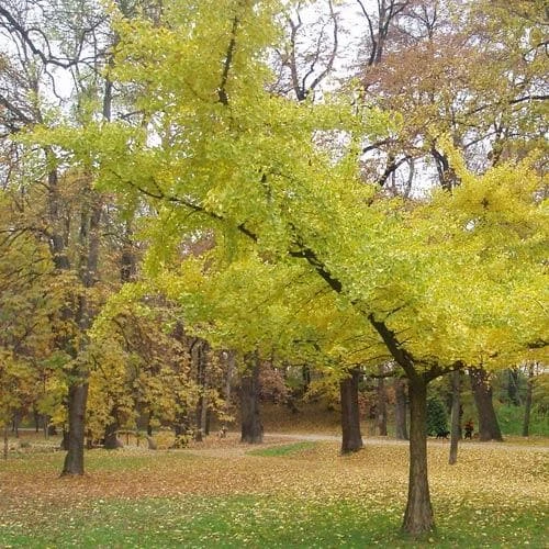 Ginkgo Biloba Horizontalis 3 Ginkgo Biloba Horizontalis