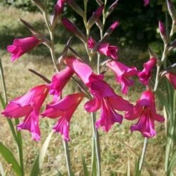 Gladiolus Communis Ssp. Byzantinus 12 Gladiolus Communis Ssp. Byzantinus -Eco Nest Store Gladiolus communis byzantinus 02