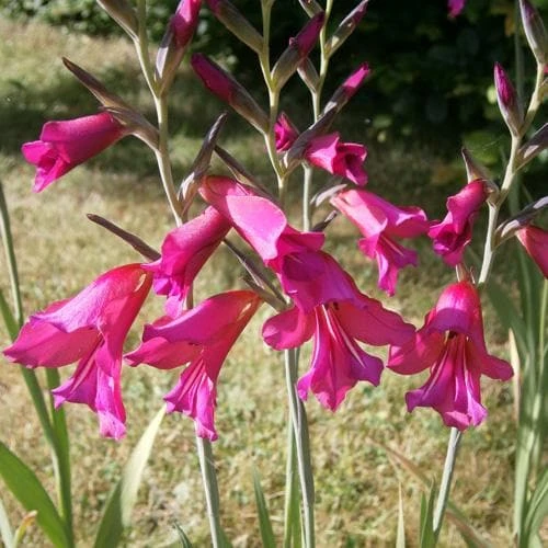 Gladiolus Communis Ssp. Byzantinus 6 Gladiolus Communis Ssp. Byzantinus - Image 4