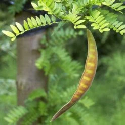 Gleditsia Tri Sunburst -Eco Nest Store Gleditsia tri Sunburst 05