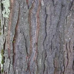 Gleditsia Tri Sunburst -Eco Nest Store Gleditsia tri Sunburst 08