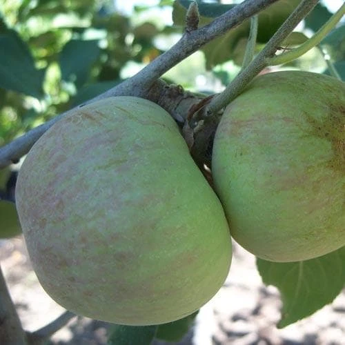 Apple Glenstal Cooker 4 Apple Glenstal Cooker - Image 2