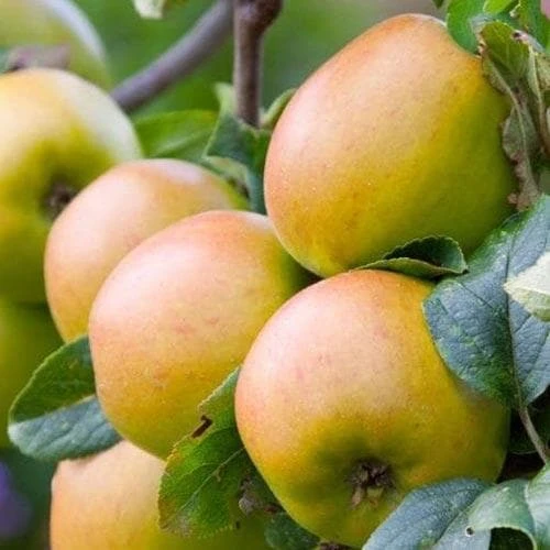 Apple Glenstal Cooker 3 Apple Glenstal Cooker