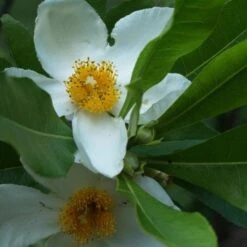 X Gordlinia Grandiflora -Eco Nest Store Gordlinia grandiflora 04