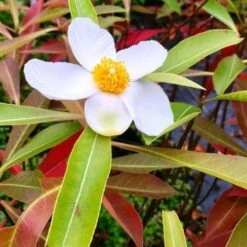 X Gordlinia Grandiflora -Eco Nest Store Gordlinia grandiflora 07