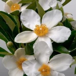 X Gordlinia Grandiflora -Eco Nest Store Gordlinia grandiflora 08