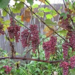 Grape Vanessa - Indoor Or Outdoor Almost Seedless -Eco Nest Store Grape Vanessa 2