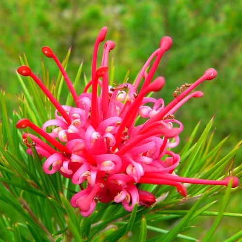 Grevillea Rosmarinifolia Canberra Gem 3 Grevillea Rosmarinifolia Canberra Gem