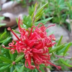 Grevillea Rosmarinifolia Canberra Gem 12 Grevillea Rosmarinifolia Canberra Gem -Eco Nest Store Grevillea Canberra Gem 03