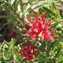 Grevillea Rosmarinifolia Canberra Gem 13 Grevillea Rosmarinifolia Canberra Gem -Eco Nest Store Grevillea Canberra Gem 04
