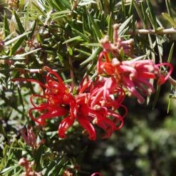 Grevillea Rosmarinifolia Canberra Gem 14 Grevillea Rosmarinifolia Canberra Gem -Eco Nest Store Grevillea Canberra Gem 05