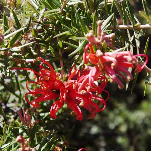 Grevillea Rosmarinifolia Canberra Gem 7 Grevillea Rosmarinifolia Canberra Gem - Image 5