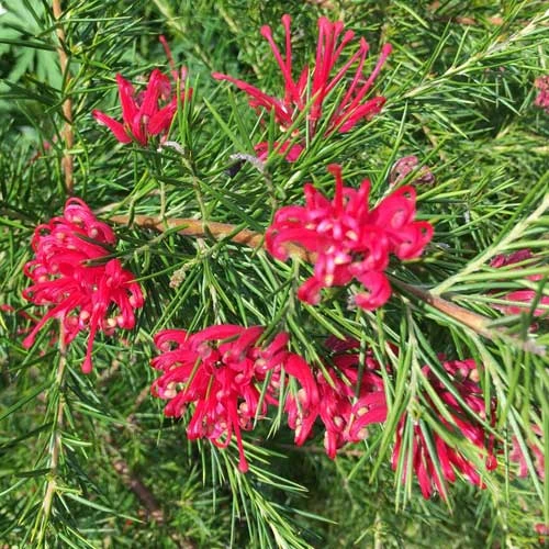 Grevillea Rosmarinifolia Canberra Gem 10 Grevillea Rosmarinifolia Canberra Gem - Image 8