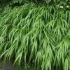 Hakonechloa Macra