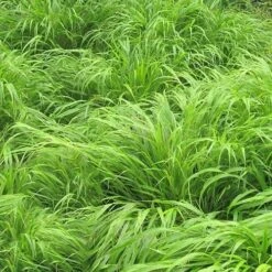 Hakonechloa Macra 8 Hakonechloa Macra -Eco Nest Store Hakonechloa macra 03